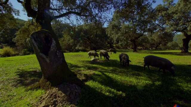 piglets grazing in the green meadow of the green Sierra de Aracena with its cork oaks from which acorns fall which the pigs eat the piglets that approach the camera in an angular shoot, travelling in