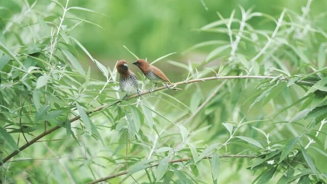 Two scaly breasted munia birds fighting on a branch slow motion