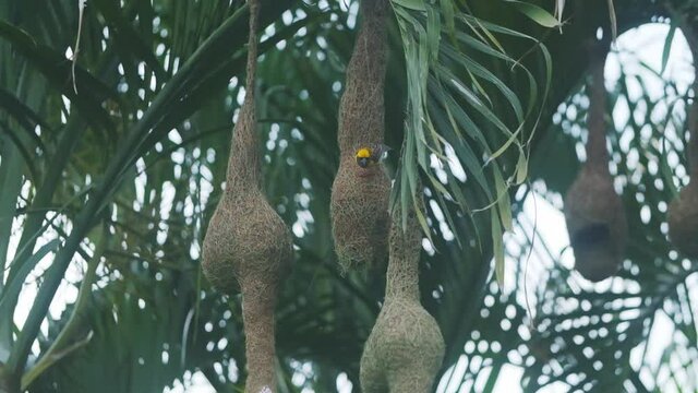 Male Baya weaver bird yellow inspecting the hanging nests he built slow motion