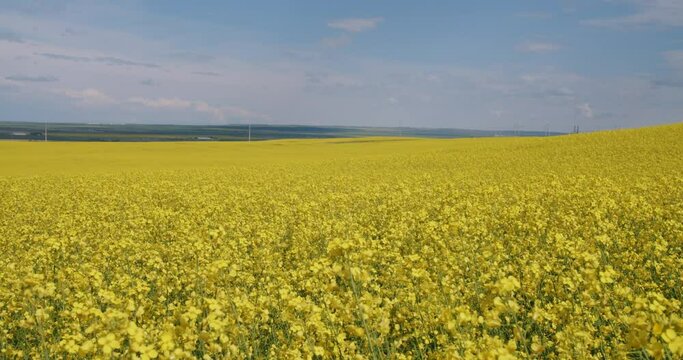 Beautiful Bright Yellow Canola Fields in Lethbridge Alberta Canada, Canola Oil, Farmland Agricultural 