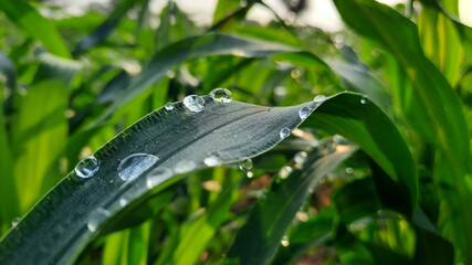 closeup of water drops on green leaves in a field at sunrise