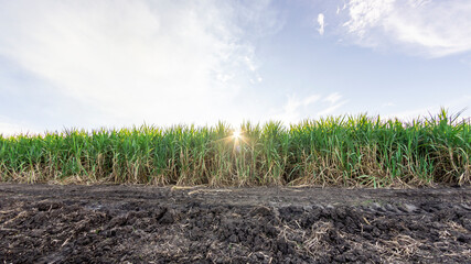 Photograph of a sugarcane crop, at sunset, in the Valle del Cauca Colombia.