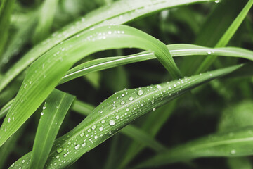 Close-up raindrops on Fresh green grass, drops of dew on green grass ,morning dew on grass 