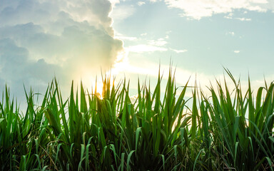 Photograph of a sugarcane crop, at sunset, in the Valle del Cauca Colombia.