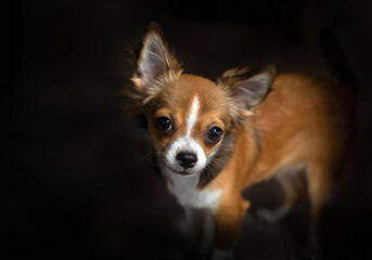 Obraz premium Long haired chihuahua dog on a black background.