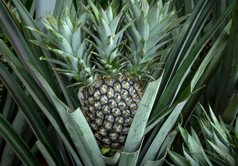 Obraz premium Pineapple is fruiting in the garden.