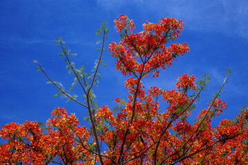 The Flame Tree, Flam-boyant, Royal Poinciana) are blooming.