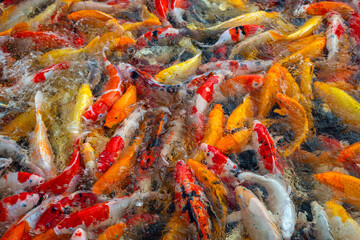 Obraz na płótnie Canvas Colorful koi fish in the pond.
