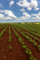 Fototapeta na wymiar Rows of young soy plants in a field on a blurred background