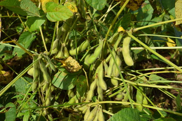 だだちゃ豆の畑 枝豆の王様 山形県鶴岡市