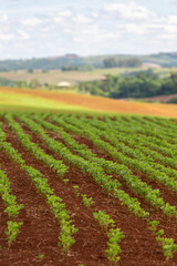 Rows of young soy plants in a field and mountains on a blurred background