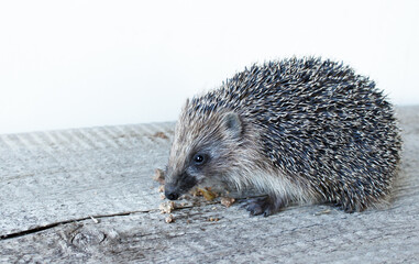 Cute little hedgehog on a wooden Board. The mammal eats pieces of meat. Muzzle of a hedgehog close-up.