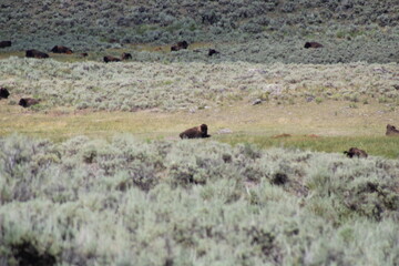 Yellowstone bison