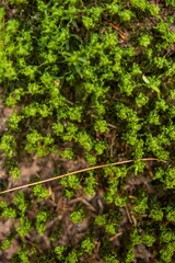 green moss on the ground