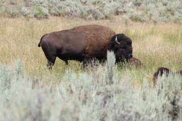 Yellowstone bison