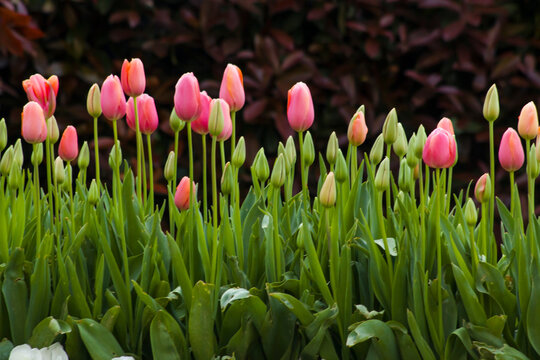 Fresh,pink color tulips in line in front of blur background.