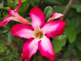 Pink Desert rose flower (Other names are desert rose, Mock Azalea, Pink Bignonia, Impala lily,...