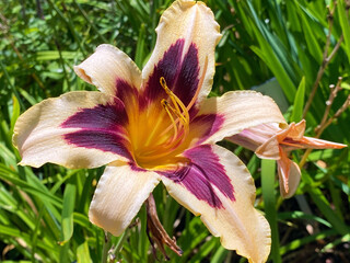 Daylily Hemerocallis 'Wild Horses‘ (Hemerocallis Hybride 'Wild Horses‘), Die Taglilie...