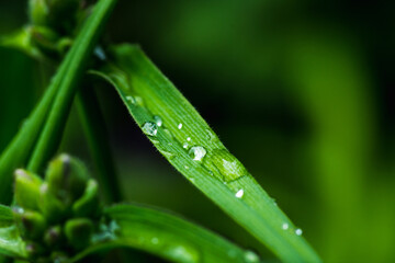 Fresh green leaves with water drops in the garden. Selective focus. Shallow depth of field.