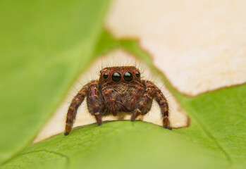 The spider macro jumps on the green leaf