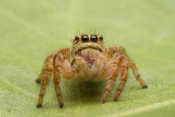 The spider macro jumps on the green leaf