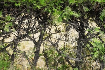 tree in the woodsEvergreen plant. Dry grass seen through stems.