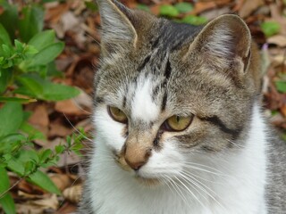 目付きの鋭い野良猫の顔