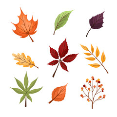 Set of colorful autumn leaves and berries. Isolated on white background. Simple design. Vector illustration in flat style.