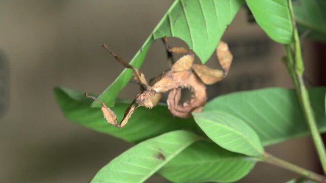 A stick insect eats leaves