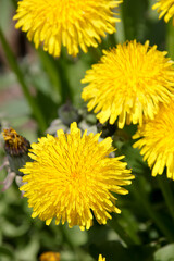植物、自然、花、緑、庭園、公園、庭、花壇、満開、フラワー、葉、樹木、ガーデニング