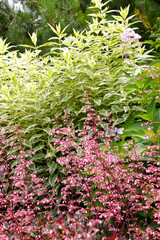 植物、自然、花、緑、庭園、公園、庭、花壇、満開、フラワー、葉、樹木、ガーデニング