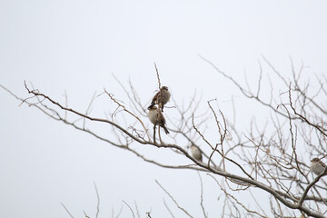 Sparrows on a tree