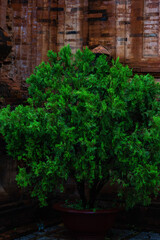Fototapeta na wymiar Ornamental plant on the background of a brick wall of a Hindu temple in Nha Trang, Vietnam