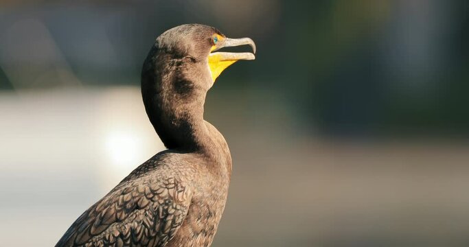 Seabird with colorful head with bright green eye and yellow beak is calling the female by making its neck and throat vibrating. Double-crested cormorant bird behavior during mating season. Nature 4K