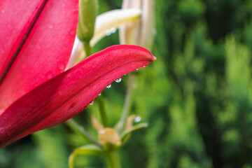 Beautiful flowers of red lily in the garden against the background of a green lawn