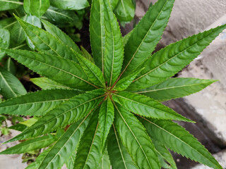 cannabis leaf in the garden