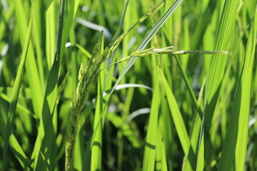 Rice seeds in bouquet of green leaves closeup at the rice field.