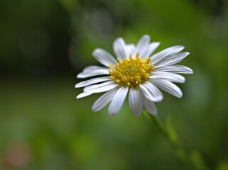 Obraz premium Closeup white petals of common daisy flower plants in garden with bright green blurred background ,macro image ,soft focus ,sweet color for card design