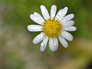 Closeup white petals of common daisy flower plants in garden with bright green blurred background ,macro image ,soft focus ,sweet color for card design