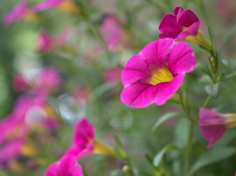 Closeup pink petals of petunia flowers plants in garden with green blurred background ,sweet color for card design ,macro image ,soft focus