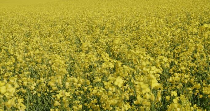 Beautiful Bright Yellow Canola Fields in Lethbridge Alberta Canada, Canola Oil, Farmland Agricultural 