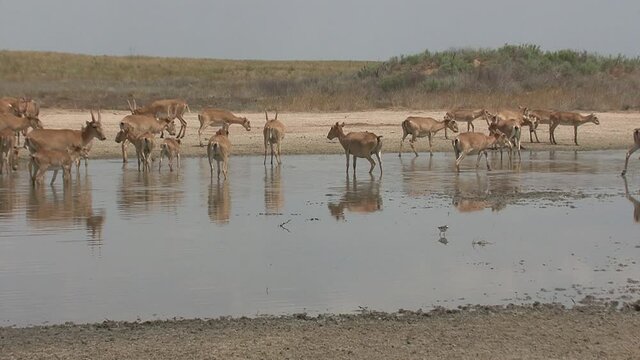 Kalmykia, nature reserve. A herd of saigas on the lake.
