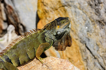Fototapeta premium Iguanas warming in the sun on volcanic rocks.