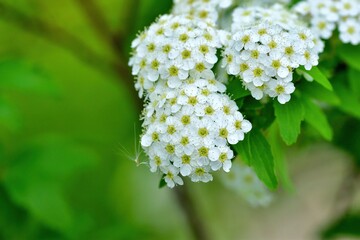 ひっそりと咲く満開のコデマリの花