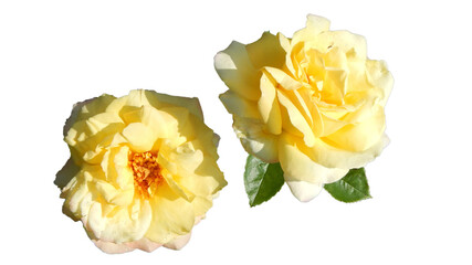 yellow roses isolated on white