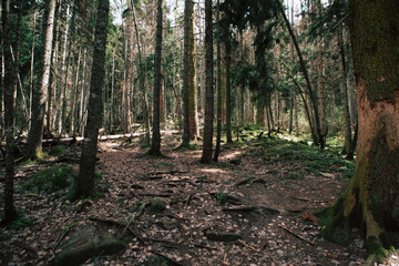 Green forest landscape in spring time and green moss, sun light shining through the woods