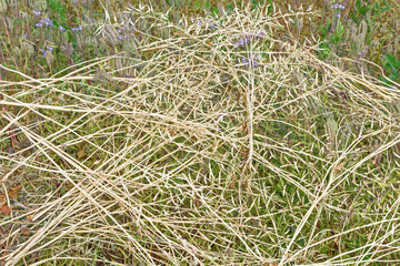 Natural background. Mown grass siderat dries under the rays of the summer sun close-up.