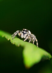 spider on a leaf