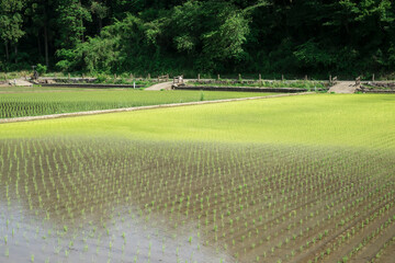 Obraz premium 水田