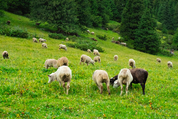 Sheeps are grazing on green alpine meadow in mountains. Mountain hill valley landscape. Domestic animals. Mountain green valley landscape. Spring farm field landscape.